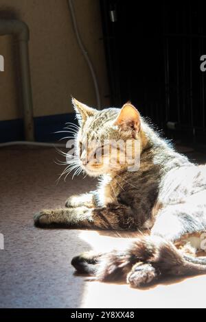 Un gatto sta riposando pacificamente a terra vicino a una gabbia, mostrando i suoi baffi, la coda e il muso. Il felino piccolo-medio sembra un terrestr Foto Stock