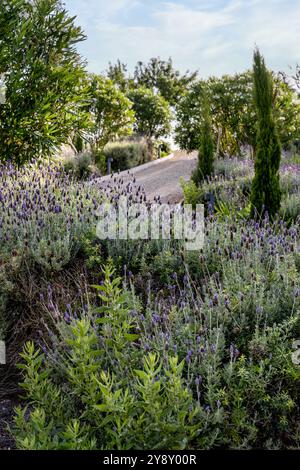 Lavendar che cresce nel giardino della villa spagnola, Mallorca. Foto Stock