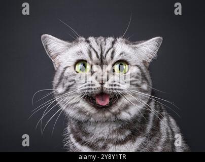 Colpo alla testa di un sorridente gatto britannico Shorthair. Guarda direttamente alla fotocamera con gli occhi verdi. Bocca aperta come sorridere con la lingua fuori. Isolato su bac nero Foto Stock