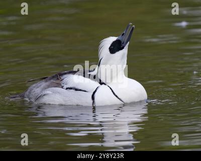 Drake Smew (Mergellus albellus), anatra seghettata che nuota e mostra denti seghettati a WWT Slimbridge Inghilterra, Regno Unito. Foto Stock