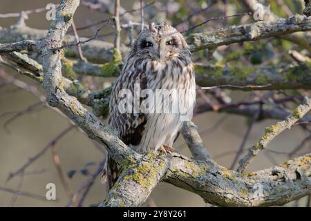 Gufo dalle orecchie corte appollaiato e riposato sui livelli Somerset. Foto Stock