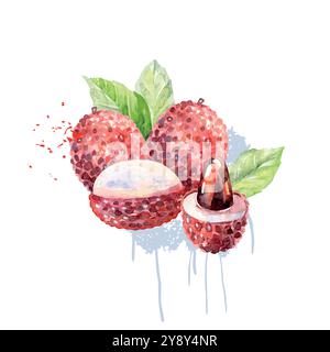 Frutta di litchi d'acquerello disegnata a mano. Illustrazione vettoriale. Illustrazione Vettoriale