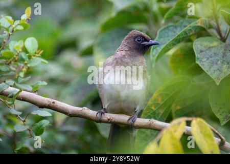 Bulbul comune, Pycnonotus barbatus, Bulbul con sfiato giallo Foto Stock