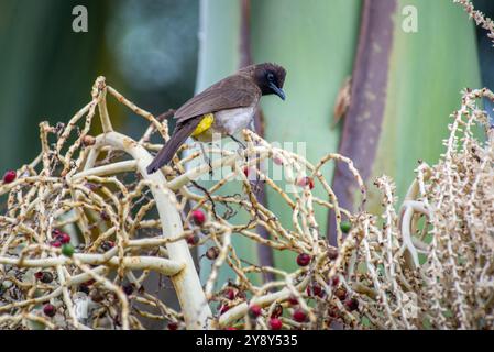 Bulbul comune, Pycnonotus barbatus, Bulbul con sfiato giallo Foto Stock