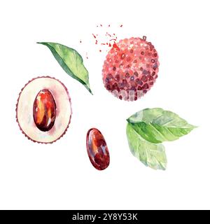 Frutta di litchi d'acquerello disegnata a mano. Illustrazione vettoriale. Illustrazione Vettoriale