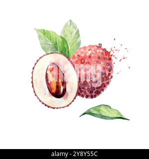 Frutta di litchi d'acquerello disegnata a mano. Illustrazione vettoriale. Illustrazione Vettoriale