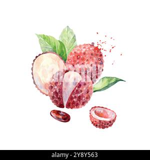 Frutta di litchi d'acquerello disegnata a mano. Illustrazione vettoriale. Illustrazione Vettoriale