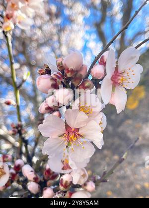 Mandorlo fiorito. Chiudere la vista. Foto Stock