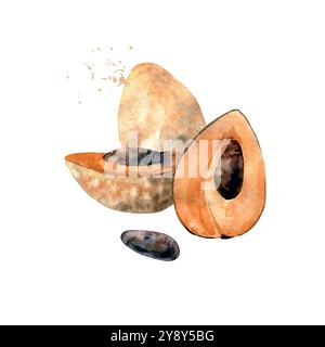 Frutta di sapote acquerello disegnata a mano. Illustrazione vettoriale. Illustrazione Vettoriale