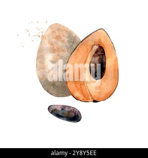 Frutta di sapote acquerello disegnata a mano. Illustrazione vettoriale. Illustrazione Vettoriale