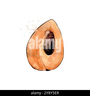 Frutta di sapote acquerello disegnata a mano. Illustrazione vettoriale. Illustrazione Vettoriale