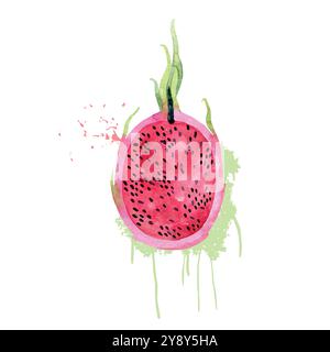 Frutta pitaya acquerello disegnata a mano. Illustrazione vettoriale. Illustrazione Vettoriale