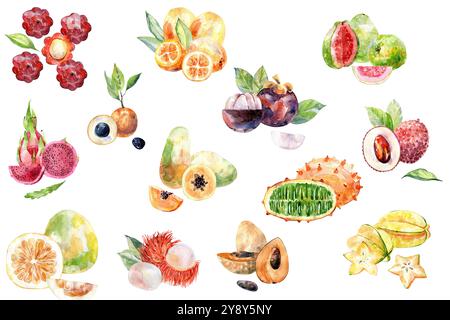 Set di acquerelli e frutti tropicali disegnati a mano. Foto Stock