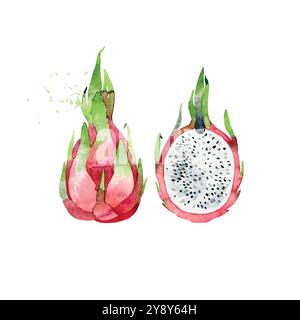 Frutta pitaya acquerello disegnata a mano. Illustrazione vettoriale. Illustrazione Vettoriale