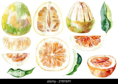 Illustrazione del pomelo acquerello disegnato a mano. Set di elementi. Foto Stock