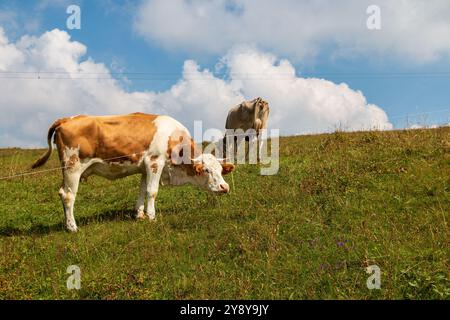 Mucche che pascolano nelle pianure di Bobbio, Alpi Lombarde, Italia. Foto Stock