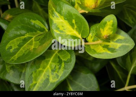 Primo piano della variegata vinca Maculata Foto Stock