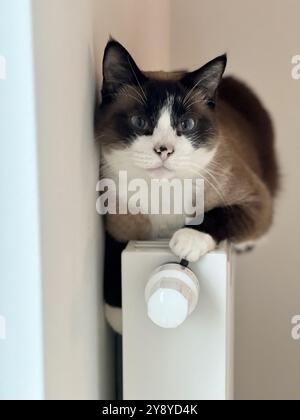 Gatto che poggia su un radiatore bianco all'inizio dell'inverno, godendo del calore. Un'immagine accogliente perfetta per illustrare il comfort degli animali domestici, il riscaldamento invernale e il tran Foto Stock