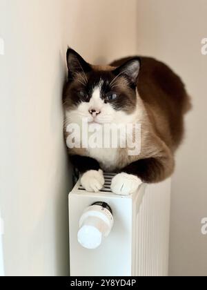 Gatto siamese che si rilassa su un radiatore, godendo il calore. La postura rilassata e la morbida pelliccia contrastano con l'elegante design del radiatore, perfetto per un ambiente confortevole Foto Stock