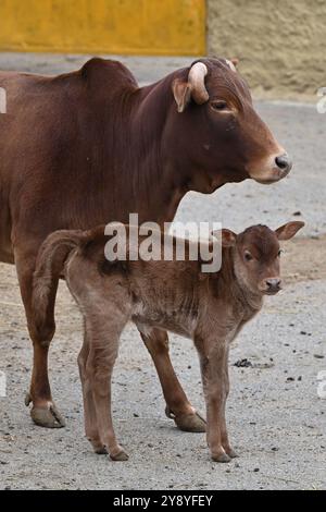 Vyskov, Repubblica Ceca. 7 ottobre 2024. Nano Zebu, Bos primigenius indicus 'nano Zebu', mucca con un vitello nello zoo di Vyskov, 7 ottobre 2024. Crediti: Vaclav Salek/CTK Photo/Alamy Live News Foto Stock