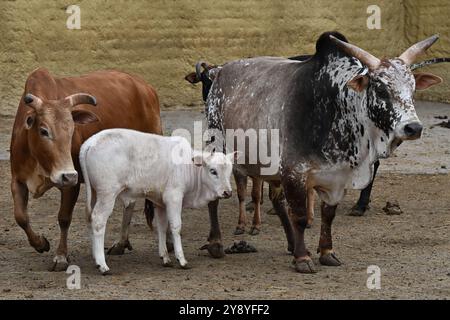 Vyskov, Repubblica Ceca. 7 ottobre 2024. Nano Zebu, Bos primigenius indicus 'nano Zebu', mucca con un vitello nello zoo di Vyskov, 7 ottobre 2024. Crediti: Vaclav Salek/CTK Photo/Alamy Live News Foto Stock