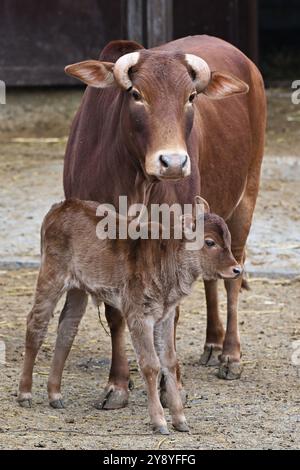 Vyskov, Repubblica Ceca. 7 ottobre 2024. Nano Zebu, Bos primigenius indicus 'nano Zebu', mucca con un vitello nello zoo di Vyskov, 7 ottobre 2024. Crediti: Vaclav Salek/CTK Photo/Alamy Live News Foto Stock