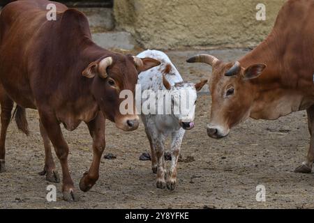 Vyskov, Repubblica Ceca. 7 ottobre 2024. Nano Zebu, Bos primigenius indicus 'nano Zebu', mucca con un vitello nello zoo di Vyskov, 7 ottobre 2024. Crediti: Vaclav Salek/CTK Photo/Alamy Live News Foto Stock