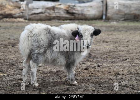 Vyskov, Repubblica Ceca. 7 ottobre 2024. Domestic Yak, Bos mutus F. grunniens, vitello nello zoo di Vyskov, 7 ottobre 2024. Crediti: Vaclav Salek/CTK Photo/Alamy Live News Foto Stock