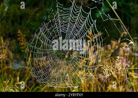 Ragni Web ricoperto di gocce di rugiada in una mattina d'autunno Foto Stock