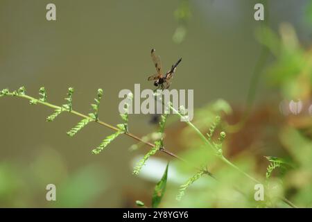 La splendida mosca del drago Rhyothemis variegata conosciuta come l'ala comune o flutter variegato, che si trova nell'Asia meridionale. Foto Stock