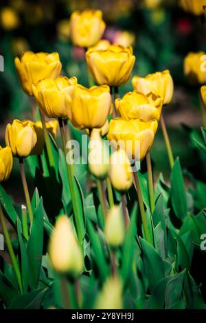 Campi di tulipani gialli nei giardini di Villa Taranto sul Lago maggiore Foto Stock