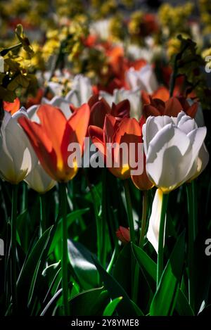 Campi di tulipani selvatici rossi e gialli nei giardini di Villa Taranto sul Lago maggiore Foto Stock