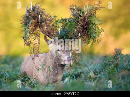 Ritratto di un cervo rosso al cervo con bracken sulle corna durante il rut in autunno, Regno Unito. Foto Stock