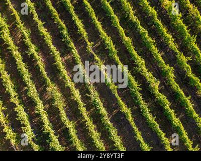 Colpo di drone di un lussureggiante vigneto verde che mostra file di viti perfettamente allineate. L'immagine mostra i motivi geometrici della viticoltura e del BE Foto Stock