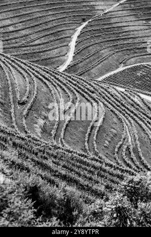 Vista aerea delle terrazze di agricoltura vinicola vicino a Villa Nova de Foz COA, Portogallo Foto Stock