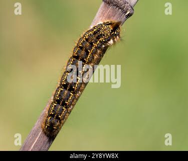 bruco di falena bevitrice (Euthrix potatoria) appoggiato sullo stelo della pianta. Tipperary, Irlanda Foto Stock