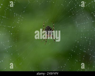 Immagine retroilluminata di un ragno tessitore di croce (Araneus diadematus) che si nasconde nel mezzo della sua ragnatela decorata con gocce di pioggia Foto Stock