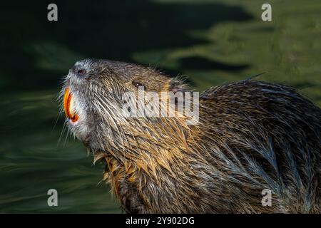 Coypu / nutria (Myocastor coypus) Ritratto ravvicinato che mostra grandi incisivi giallo-arancio brillante, roditore invasivo in Europa, originario del Sud America Foto Stock