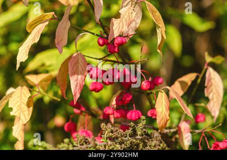 Euonymus europaeus frutti di maturazione capsulari a mandrino comune, colori rosa. Foglie colorate autunnali Foto Stock