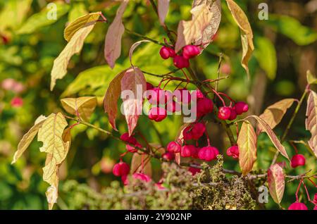 Euonymus europaeus frutti di maturazione capsulari a mandrino comune, colori rosa. Foglie colorate autunnali Foto Stock