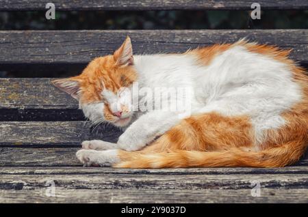 Il gatto di strada sonnolento rosso giace su una panchina di legno. Il problema della cura degli animali senzatetto. Foto Stock