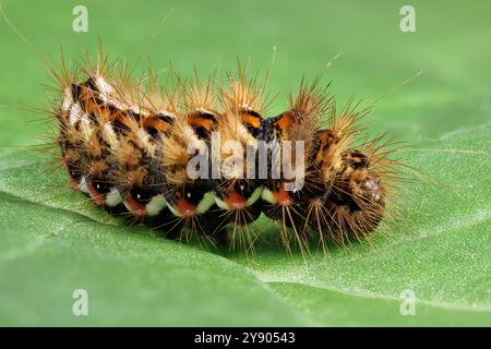 Falena di erba a nodo (Acronicta rumicis) bruco su foglia di rabarbaro in giardino Foto Stock