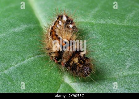 Falena di erba a nodo (Acronicta rumicis) bruco su foglia di rabarbaro in giardino Foto Stock