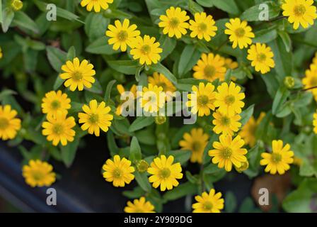 Helianthus "regina del limone" che cresce in una piantatrice della stazione ferroviaria di Chelford. Foto Stock