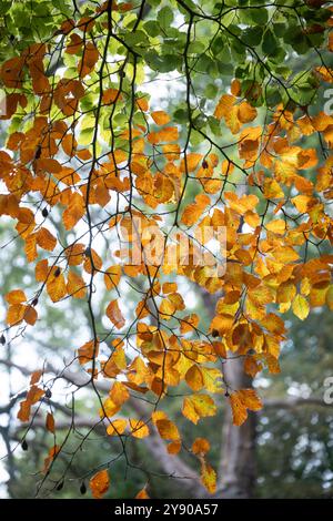 I primi segni dell'autunno, mentre le foglie sui faggi iniziano a cambiare nei colori del fogliame autunnale, Worcestershire, Inghilterra. Foto Stock