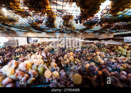 L'uva poggia sui suoi trellisi del pregiato Moscato del Monferrato, in Piemonte, Italia, appassendo lentamente per diventare un passito d'oro e dolce. Foto Stock