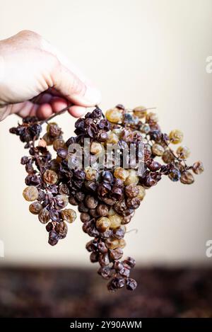 L'uva poggia sui suoi trellisi del pregiato Moscato del Monferrato, in Piemonte, Italia, appassendo lentamente per diventare un passito d'oro e dolce. Foto Stock