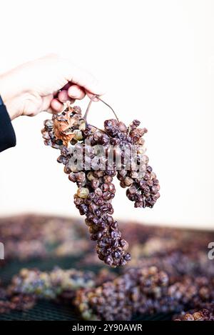 L'uva poggia sui suoi trellisi del pregiato Moscato del Monferrato, in Piemonte, Italia, appassendo lentamente per diventare un passito d'oro e dolce. Foto Stock