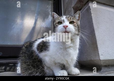 Londra, Regno Unito. 7 ottobre 2024. Larry il gatto di Downing Street, il capo mouser di Downing Street, fa la sua ispezione intorno alla penna della stampa e agli esterni di Downing Street prima di proseguire lungo la strada. Crediti: Imageplotter/Alamy Live News Foto Stock