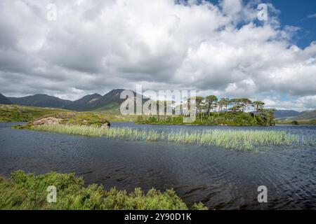 Splendida Pine Island a Derryclare Lough, Connemara, Contea di Galway, Irlanda, con la catena montuosa Twelve Bens sullo sfondo Foto Stock